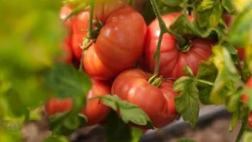 Спелые помидоры на ветке