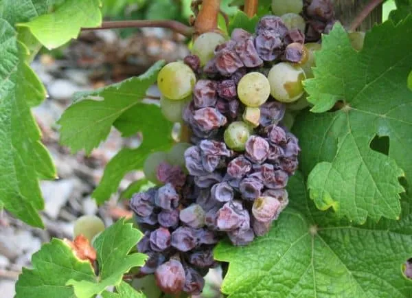 Особенности сорта винограда Пино Гриджио 2