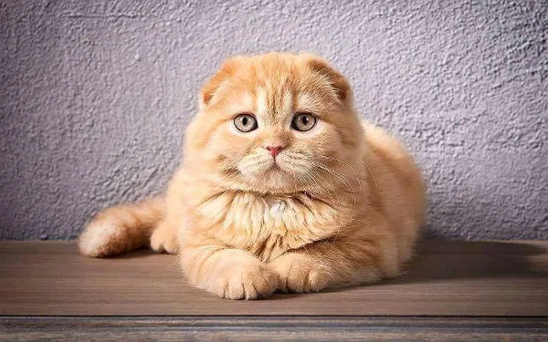 Лиловая кошка