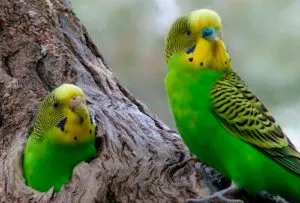 Гнездо волнистых попугаев