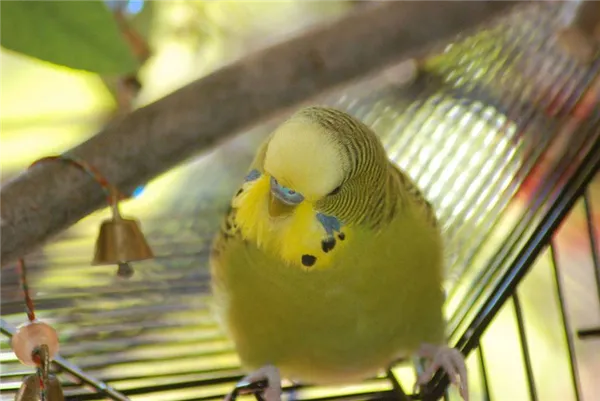 Серо-зеленый волнистый попугайчик (цвет Grey Green)