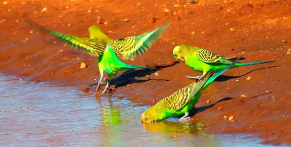 Волнистые попугаи в природе