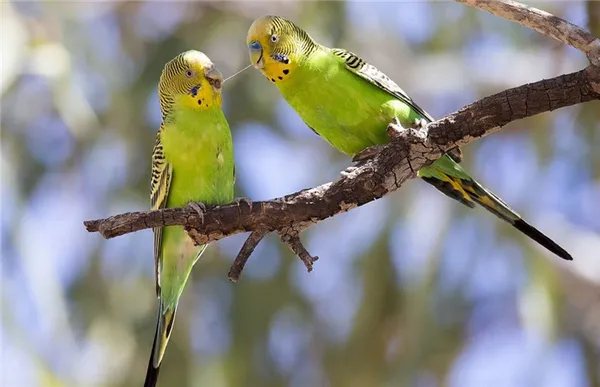 Природный, традиционный окрас оперения волнистого попугая — светло-зеленый (цвет Light green)