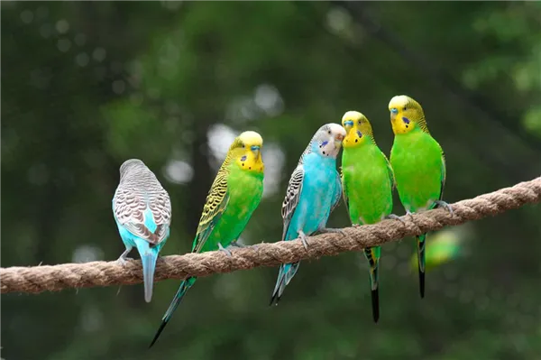 Происхождение волнистых попугаев