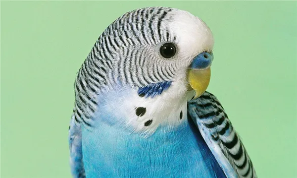 Волнистого попугая отличает крепкий клюв, защищенный прочным роговым веществом