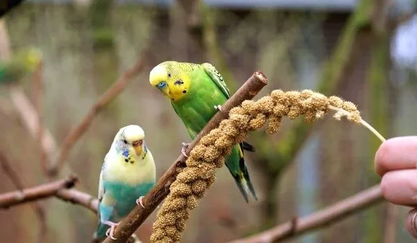 Фото: Волнистые попугаи