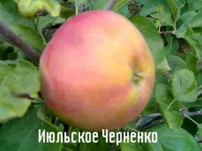 Яблоня Июльское Черненко: описание, руководство по выращиванию 8