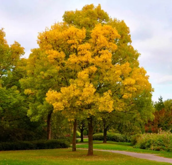 Ясень: описание, выращивание и применение ясень дерево фото 2