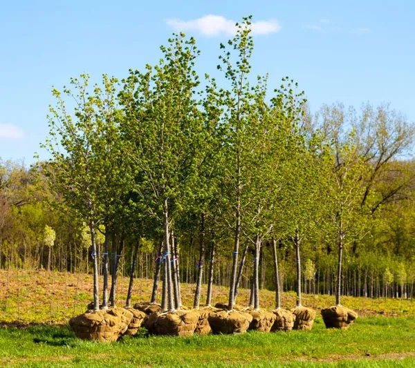 Ясень: описание, выращивание и применение ясень дерево фото 3