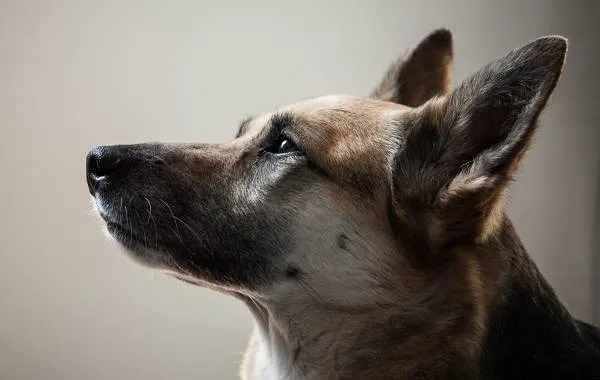Немецкая овчарка собака. Описание, особенности, виды, уход, содержание и цена породы