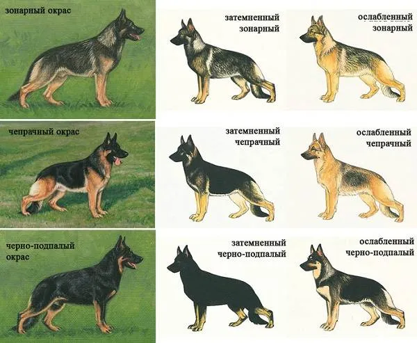 Немецкая-овчарка-собака-Описание-особенности-виды-уход-содержание-и-цена-породы-6
