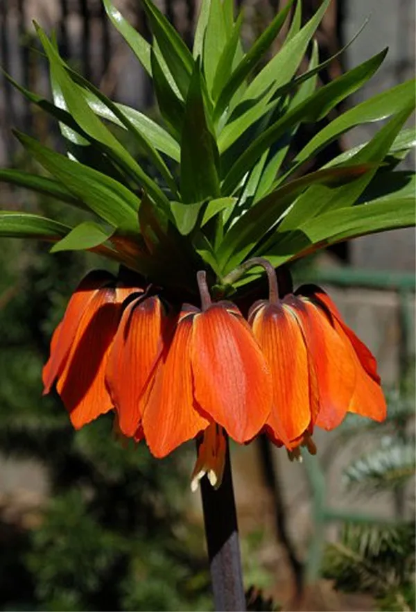 Цветок рябчик императорский или королевский (корона) – посадка и уход, фото 5