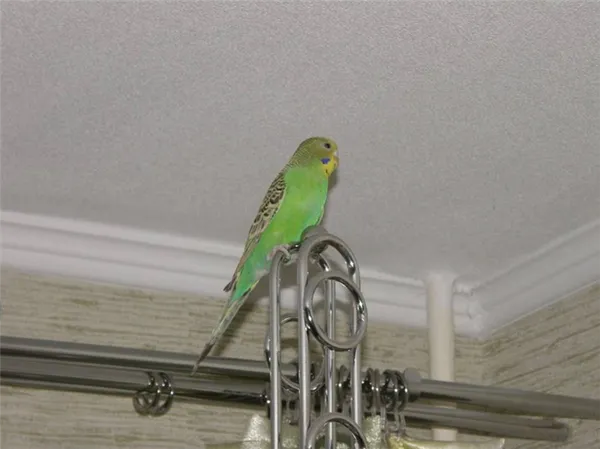 попугай в квартире