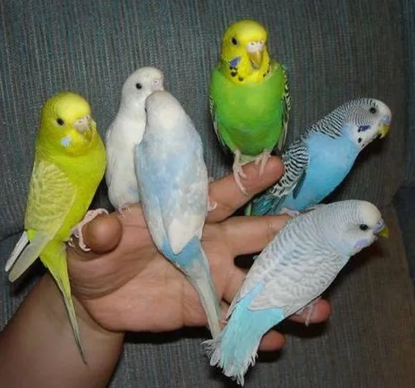 шесть волнистых попугаев на руке