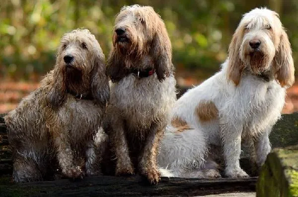 Вандейский-бассет-гриффон-собака-Описание-особенности-характер-уход-и-цена-породы-1