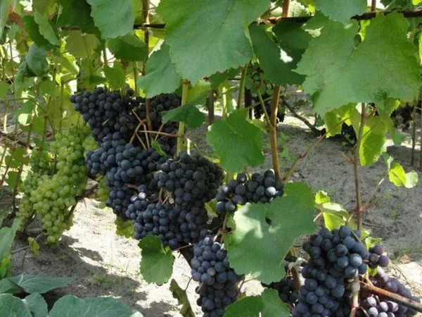 Сорт винограда Агат Донской: фото и описание, отзывы 3