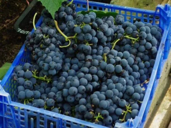 Сорт винограда Агат Донской: фото и описание, отзывы 2