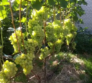 Сорт винограда Лора – описание и характеристики, морозостойкость, урожайность, отзывы 5