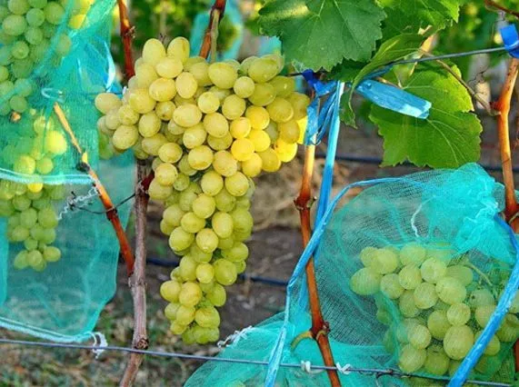 Сорт винограда Лора – описание и характеристики, морозостойкость, урожайность, отзывы 2