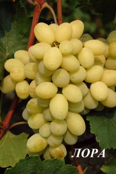 Сорт винограда Лора – описание и характеристики, морозостойкость, урожайность, отзывы 8