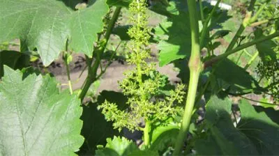 Сорт винограда Лора – описание и характеристики, морозостойкость, урожайность, отзывы 7