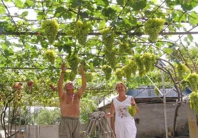 Сорт винограда Лора – описание и характеристики, морозостойкость, урожайность, отзывы 9