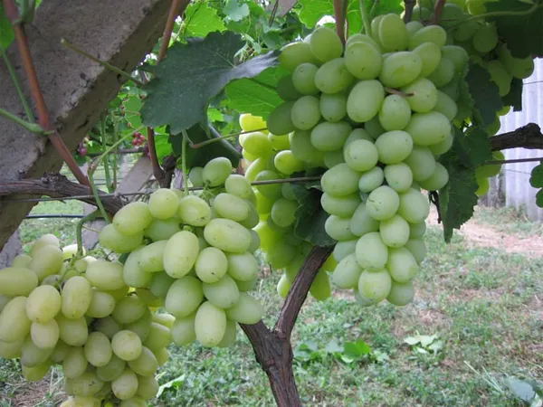 Сорт винограда Лора – описание и характеристики, морозостойкость, урожайность, отзывы 3