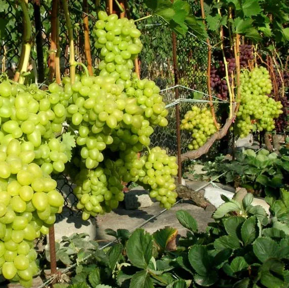 Сорт винограда Лора – описание и характеристики, морозостойкость, урожайность, отзывы 4