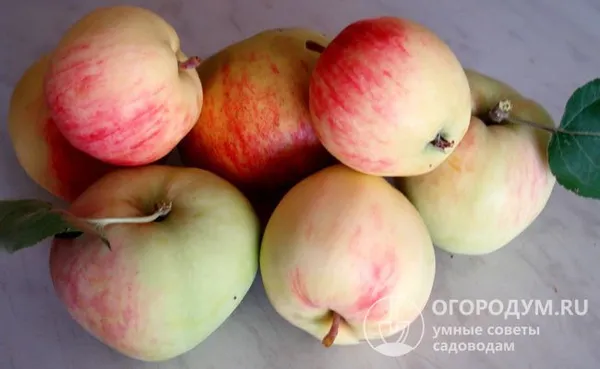 Ранние сроки созревания радуют всех любителей летних яблок