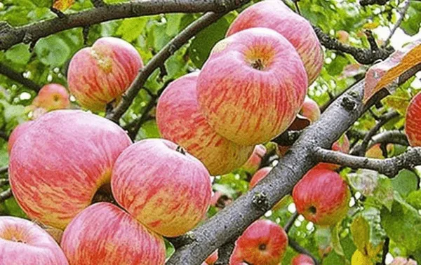 Сорт Яблочный спас — характеристики и особенности выращивания 3