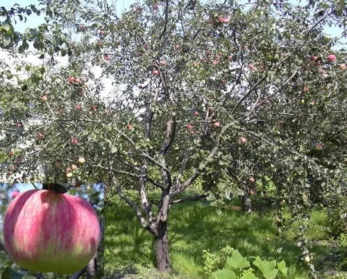 Сорт Яблочный спас — характеристики и особенности выращивания 2