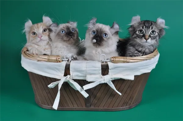 четыре котенка керла в питомнике