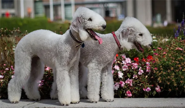 Фотография двух собак породы Бедлингтон-терьер