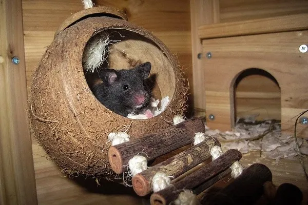 Мышь в домике