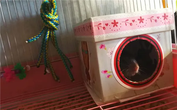 Картонный домик для крысы
