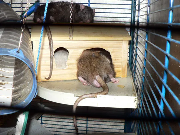 Крыса любит спать на крыше