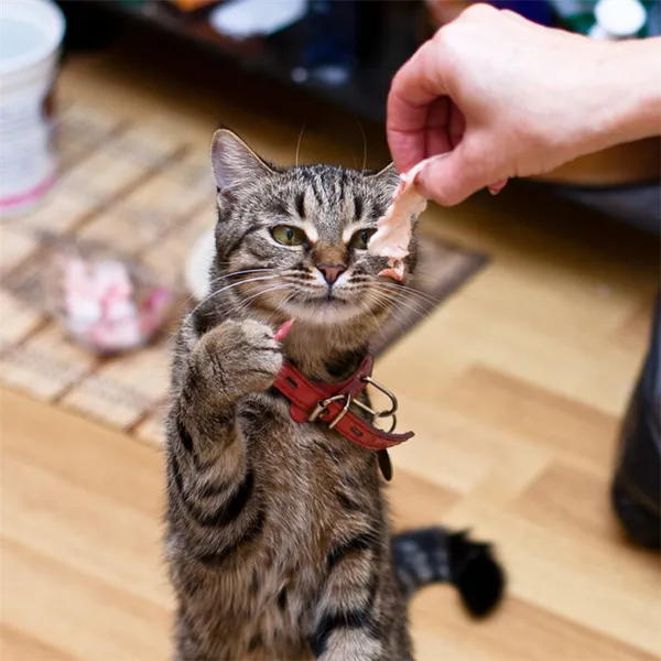 Дрессировка кошек: команды и методика обучения трюкам 2