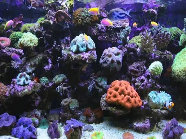Крутой задний фон для аквариума: 5 способов сделать это своими руками 18