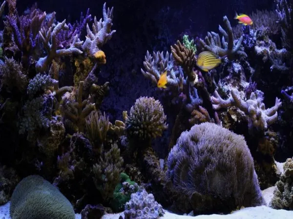 Крутой задний фон для аквариума: 5 способов сделать это своими руками 19