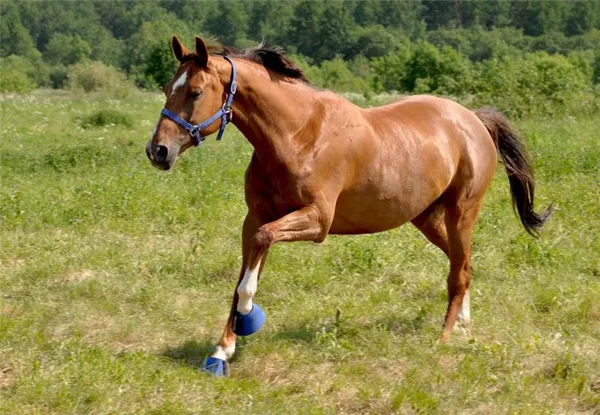 Виды и особенности бега лошади
