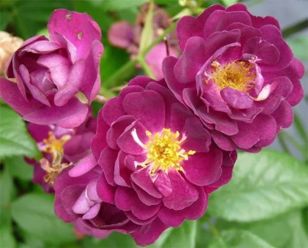 Описание плетистой розы “Перинниал Блю” с отзывами и уходом 4
