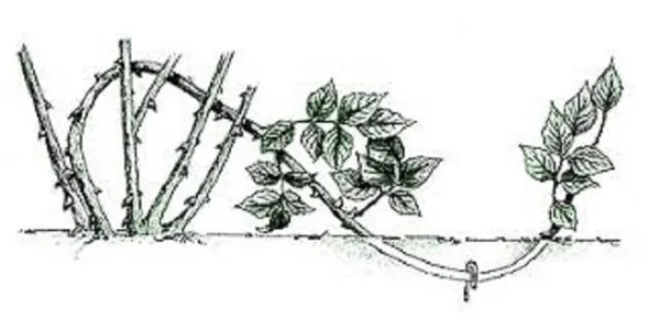 Описание плетистой розы “Перинниал Блю” с отзывами и уходом 5