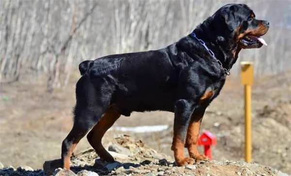 Самые преданные большие собаки (15 пород): фото лучших и верных друзей человека