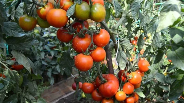 Ультраранний томат 