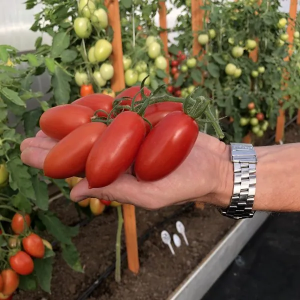 Урожайный и вкусный: томат Джек Пот F1 и его характеристики 5