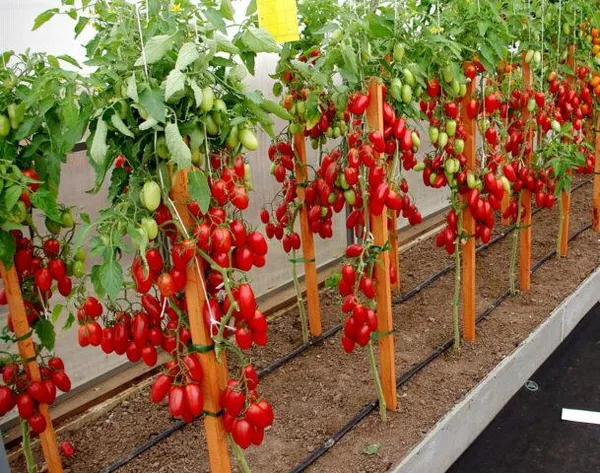 Урожайный и вкусный: томат Джек Пот F1 и его характеристики 2