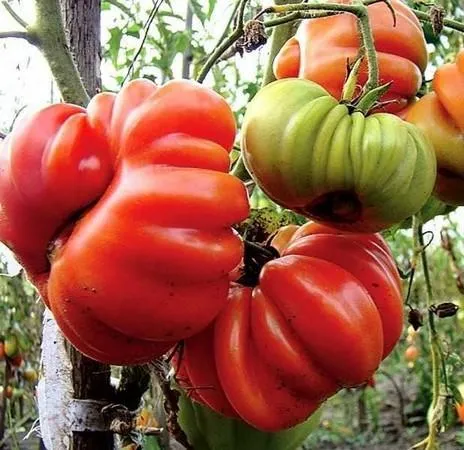 Особенности выращивания томатов грибное лукошко