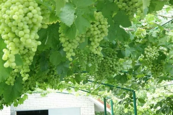 виноград московский белый