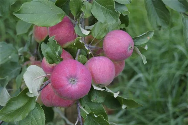 Яблоня «Осенняя радость» фото