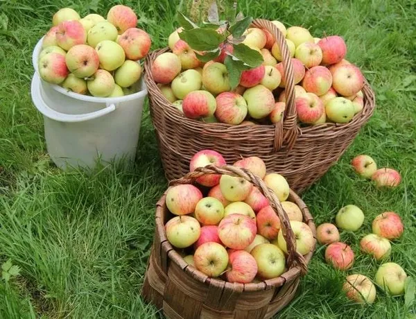 Плоды яблони Осенняя Радость